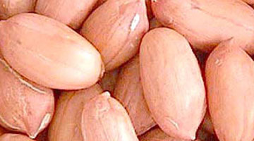 Peanut-Kernels